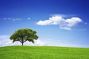 Oak Tree Landscape Imprime: Springtime