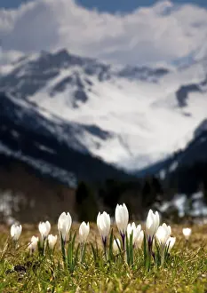 Impresiones de La primavera en los Alpes, Liechtenstein Liechtenstein Imprime: La primavera en los Alpes, Liechtenstein.
