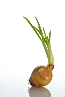 Kitchen Vegetable Photography Imprime: One sprouting onion