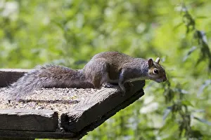 Rodents In Europe Imprime: Squirrel on top of a bird table