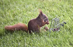 Northern German Wildlife Scene Imprime: A squirrel in grass eats nuts from a cage