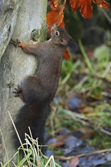 European Rodents Imprime: Squirrel, Sciurus, climbing up a tree