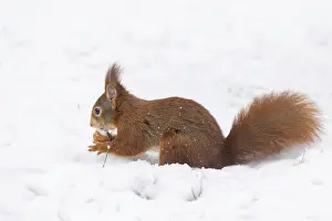 Uninhabited German Landscape Imprime: Squirrel (Sciurus), Germany