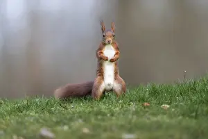 Uninhabited German Landscape Imprime: Squirrel (Sciurus), Germany