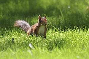 German Wildlife Photos Imprime: Squirrel (Sciurus), grass, sunlight, Germany