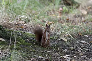 Deserted Forest Scenes Imprime: Squirrel (Sciurus), nut, forest floor