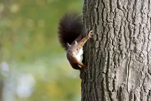 Tree Trunk Wildlife Imprime: Squirrel (Sciurus), tree trunk, Germany