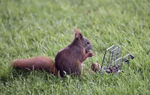 Deserted Supermarket Scene Imprime: A squirrel sits in the grass and eats nuts from a small cage