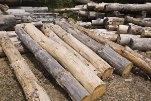 Raw Wood Material Imprime: Stack of Eastern white pine tree logs