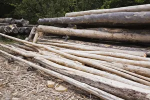 Stacked Wooden Logs Imprime: Stack of Eastern white pine tree logs