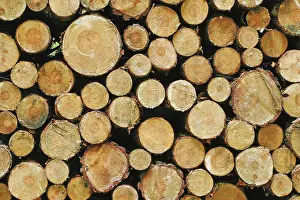 Annual Ring Structure Imprime: Stacked tree trunks