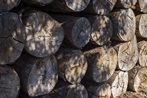 Tree Trunk Pile Imprime: Stacked tree trunks
