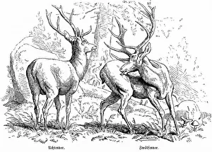 Historical Hunting Scenes Imprime: Stags, Eights and Twelve in the Forest