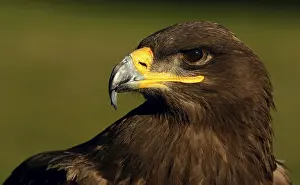 Accipitridae Family Imprime: Steppe Eagle