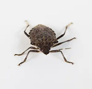 Shield Bug Imprime: Stink bug or Shield bug facing the camera on a white background