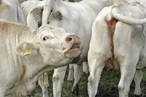 Animal Husbandry Practices Imprime: It stinks