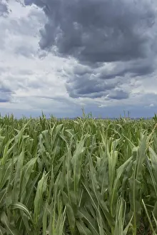Gloomy Farmland Imprime: Storm clouds over corn fields