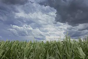 Gloomy Farmland Imprime: Storm clouds over corn fields