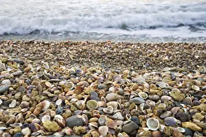 Sea Shore Landscape Imprime: Stranded seashells, beach