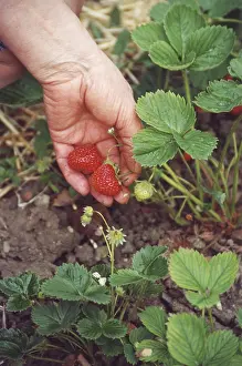 Female Farmer Imprime: Strawbery