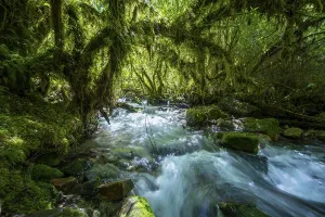 Valdivian Rainforest Imprime: Stream flows through the forest