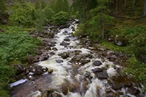 Forest Creek Water Flow Imprime: The stream flows quickly over rocks through a thick forest