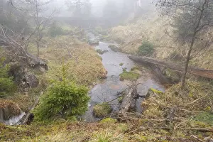 Harz National Park Imprime: Stream at the Oderteich, Nebel