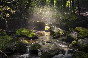 Overgrown With Moss Rocks Imprime: A stream with rocks and moss in diffuse sunlight