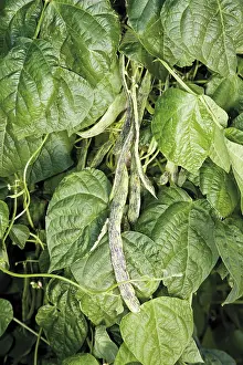 Open Air Nature Scene Imprime: String beans