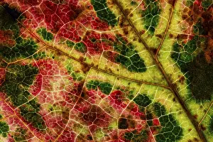Autumn Leaf Structure Imprime: Structure of an autumn-colored leaf