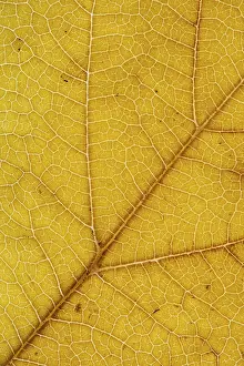 German Autumn Colors Imprime: Structure of an autumn-colored leaf