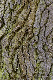 Oak Tree Bark Imprime: Structure of the bark of an oak (Quercus)