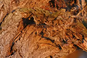Deciduous Tree Structure Imprime: Detail of the structure of the bark of a willow tree