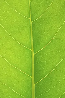 Leaf Structure Imprime: Structure of a leaf