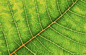 Leaf Structure Imprime: Structure of a leaf