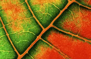 Leaf Structure Imprime: Structure of a leaf