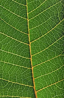 Leaf Structure Imprime: Structure of a leaf