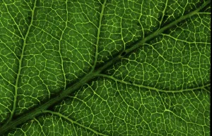 Leaf Structure Imprime: Structure of a leaf
