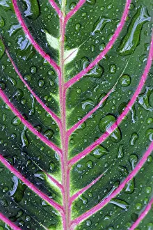 Leaf Structure Imprime: Structure of a leaf with water drops