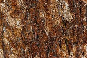 Tree Bark Texture Imprime: Structure of a tree bark, bark