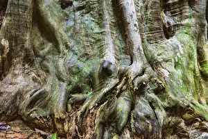 Tropical Tree Structure Imprime: Structure of a tropical tree, tree