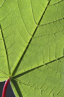 Nature Botany Photography Imprime: Structures on a maple leaf, macro