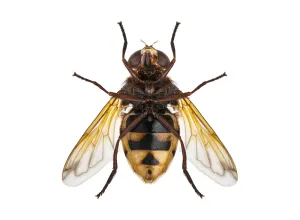 Studio Shot Insect Imprime: Studio shot of a hoverfly insect