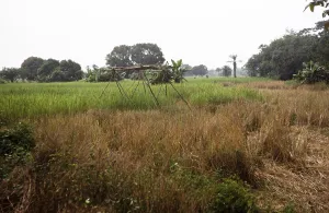 Abandoned Farm Field Imprime: Subtitle: Rice field of the teacher Roten
