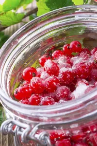 Red Currant Imprime: Sugared red currant