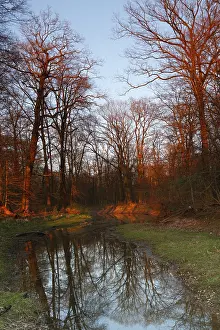 Alluvial Forest Imprime: Summer floods in the alluvial forest