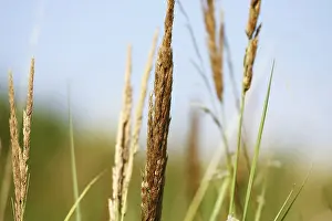 Empty Grass Field Imprime: Summer grass background
