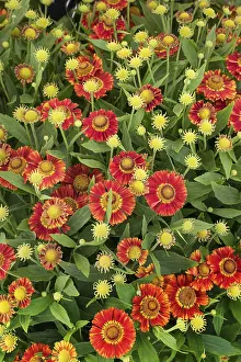 Botany Images Imprime: Sun Bride Ruby Dwarf ( Helenium spec.)