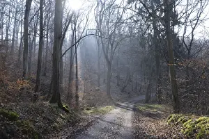 Winter Forest Path Imprime: Sun, forest, forest, forest path
