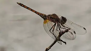 Cape Verde Landscape Photo Imprime: Sun pointer (trithemis) on a branch